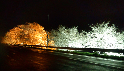 DSC_0390.jpg