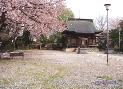 sakura2.jpg